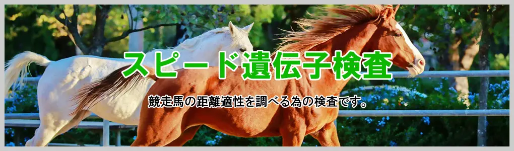 スピード遺伝子検査